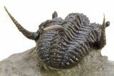 Spiny Cyphaspis Trilobite - Ofaten, Morocco #359174-4
